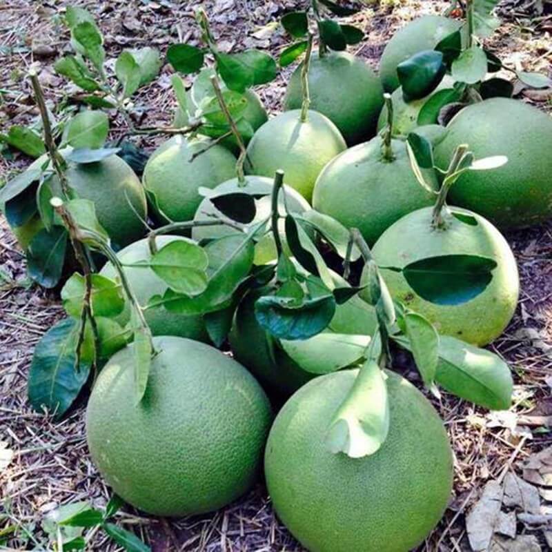 舒楠鲜生 泰国青柚 进口青皮白肉蜜柚大果 新鲜水果 青柚2个装（约4.5斤）