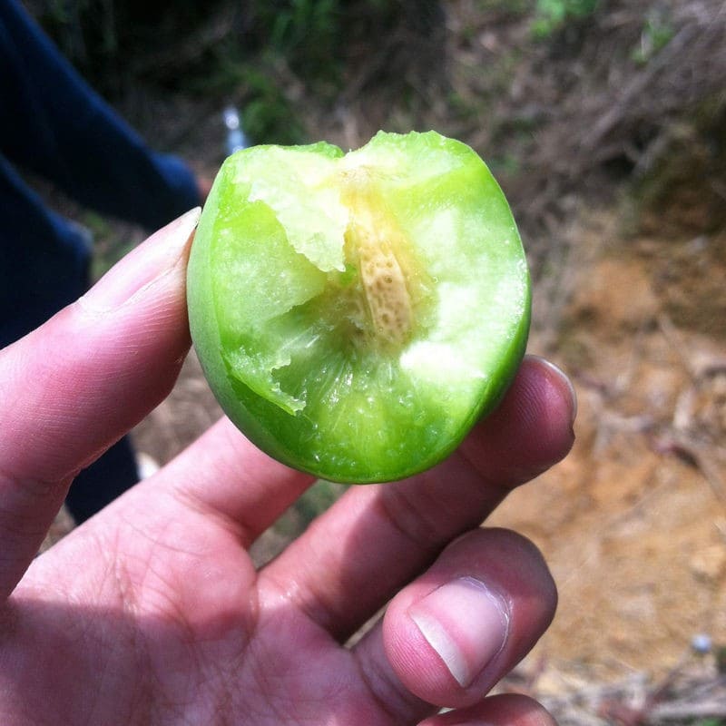 CAIFAN诏安青梅果新鲜大果现摘泡酒鲜梅酵素梅子水果 青梅5斤大果