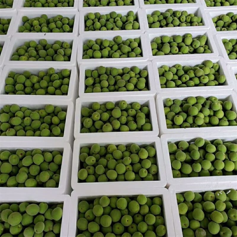 CAIFAN诏安青梅果新鲜大果现摘泡酒鲜梅酵素梅子水果 青梅5斤大果