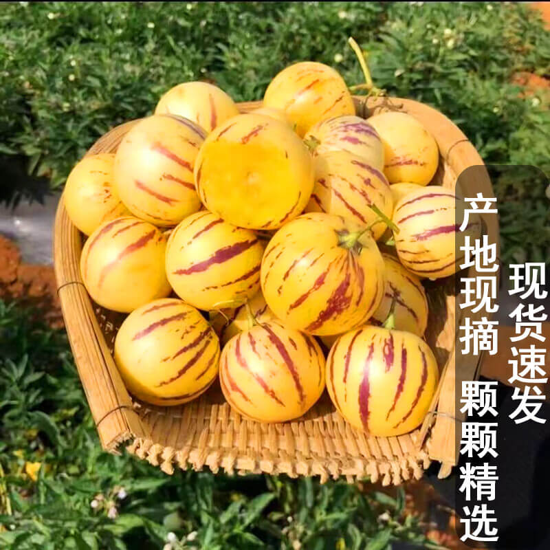 京鲜到云南石林人参果 甄选大果5斤装（单果80-110g）新鲜水果 产地直发