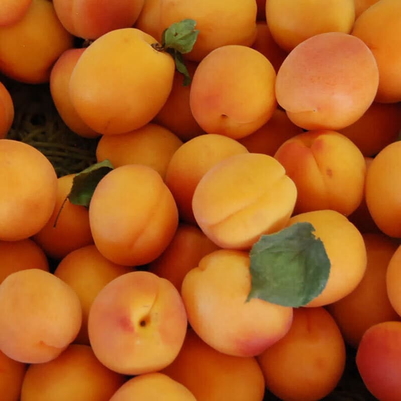 泽鲜达陕西大黄杏新鲜孕妇水果当季时令鲜果杏杏子 净重2斤
