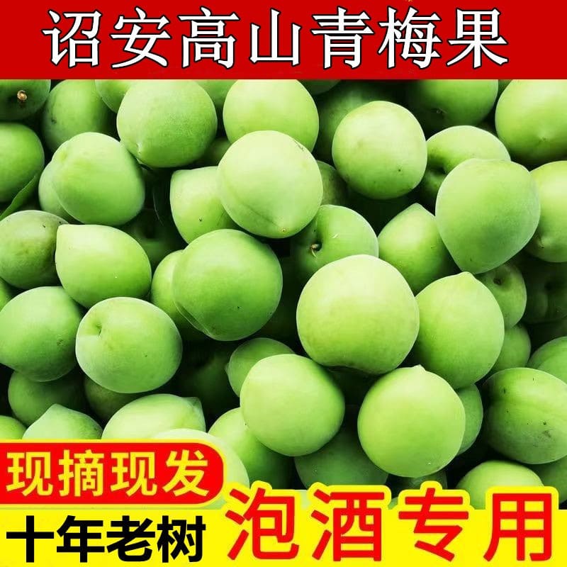CAIFAN诏安青梅果新鲜大果现摘泡酒鲜梅酵素梅子水果 青梅5斤大果
