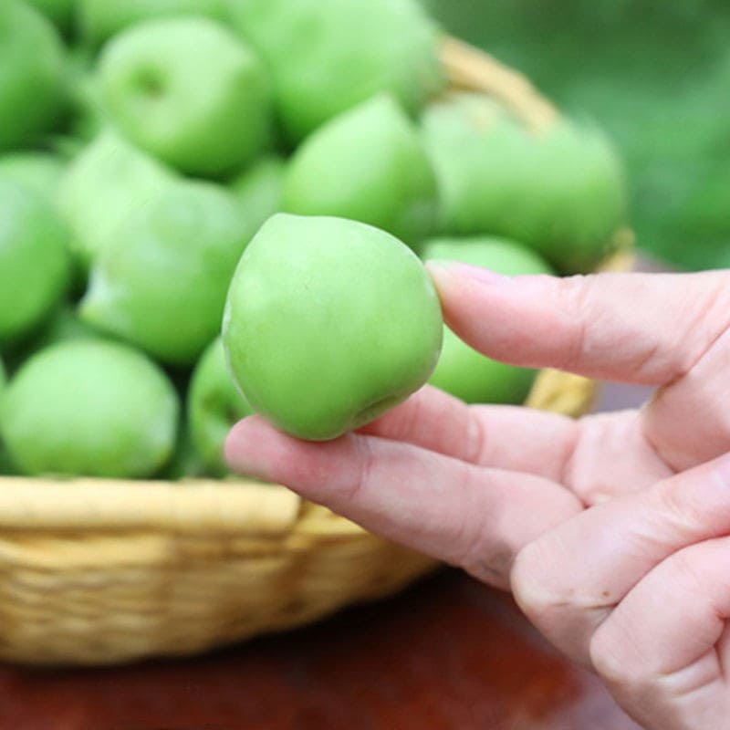 CAIFAN诏安青梅果新鲜大果现摘泡酒鲜梅酵素梅子水果 青梅5斤大果
